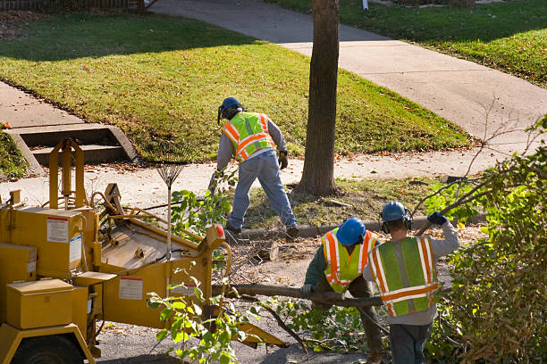 How Our Tree Care Process Works  in Vermilion, OH